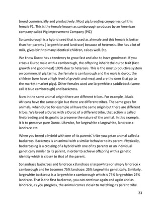 23
breed commercially and productively. Most pig breeding companies call this
female F1. This is the female known as camborough produces by an American
company called Pig Improvement Company (PIC)
So camborough is a hybrid seed that is used as afemale and this female is better
than her parents ( largewhite and landrace) because of heterosis. She has a lot of
milk, gives birth to many identical children, raises well. Etc.
We know Duroc has a tendency to grow fast and also to have goodmeat. If you
cross a Duroc male with a camborough, the offspring inherit the duroc trait (fast
growth and good meat) 100% due to heterosis. This is the most productive system
on commercial pig farms; the female is camborough and the male is duroc, the
children born have a high level of growth and meat and are the ones that go to
the market (market pigs). Other females used are largewhite x saddleback (some
call it blue camborough) and backcross.
Now in the same animal origin there are different tribes. For example , black
Africans have the same origin but there are different tribes. The same goes for
animals, when Duroc for example all have the same origin but there are different
tribes. We breed a Duroc with a Duroc of a different tribe, that action is called
linebreeding and its goal is to preserve the nature of the animal. In this example,
it is to preserve pure Duroc. Likewise, for largewhite x largewhite, landrace x
landrace etc.
When you breed a hybrid with one of its parents’ tribe you getan animal called a
backcross. Backcross is an animal with a similar behavior to its parent. Physically,
backcrossing is a crossing of a hybrid with one of its parents or an individual
genetically similar to its parent, in order to achieve offspring with a genetic
identity which is closer to that of the parent.
So landrace backcross and landrace x (landrace x largewhite) or simply landrace x
camborough and he becomes 75% landrace: 25% largewhite genetically. Similarly,
largewhite backcross is a largewhite x camborough which is 75% largewhite: 25%
landrace. That is the first backcross, you can continue again and again and as
landrace, as you progress, the animal comes closer to matching its parent tribe.
 