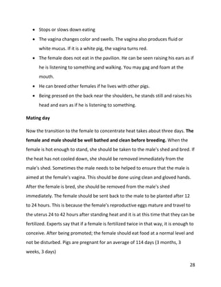 28
 Stops or slows down eating
 The vagina changes color and swells. The vagina also produces fluid or
white mucus. If it is a white pig, the vagina turns red.
 The female does not eat in the pavilion. He can be seen raising his ears as if
he is listening to something and walking. You may gag and foam at the
mouth.
 He can breed other females if he lives with other pigs.
 Being pressed on the back near the shoulders, he stands still and raises his
head and ears as if he is listening to something.
Mating day
Now the transition to the female to concentrate heat takes about three days. The
female and male should be well bathed and clean before breeding. When the
female is hot enough to stand, she should be taken to the male's shed and bred. If
the heat has not cooled down, she should be removed immediately from the
male's shed. Sometimes the male needs to be helped to ensure that the male is
aimed at the female's vagina. This should be done using clean and gloved hands.
After the female is bred, she should be removed from the male's shed
immediately. The female should be sent back to the male to be planted after 12
to 24 hours. This is because the female's reproductive eggs mature and travel to
the uterus 24 to 42 hours after standing heat and it is at this time that they can be
fertilized. Experts say that if a female is fertilized twice in that way, it is enough to
conceive. After being promoted; the female should eat food at a normal level and
not be disturbed. Pigs are pregnant for an average of 114 days (3 months, 3
weeks, 3 days)
 