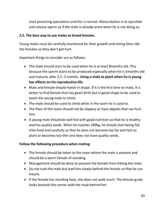 43
start practicing ejaculation and this is normal. Masturbation is to ejaculate
and release sperm as if the male is already erect when he is not doing so.
2.5. The best way to use males to breed females.
Young males must be carefully monitored for their growth and timing they ride
the females so they don’t get hurt.
Important things to consider are as follows:
 The male should start to be used when he is at least 8months old. This
because the sperm starts to be produced especially when he is 5months old
and matures after 2.5 -3 months. Using a male to plant when he is young
has effects on his reproductive life.
 Male and female should match in shape. If it is the first time to mate, it is
better to find female that has given birth but in good shape to be used to
teach the young male to climb.
 The male should be used to climb while in the room he is used to.
 The floor of the room should not be slippery or have objects that can hurt
him.
 A young male should be well fed with good nutrition so that he is healthy
and has quality seeds. When he reaches 100kg, he should start being fed
little food and carefully so that he does not become too fat and fails to
plant or becomes too thin and does not have quality seeds.
Follow the following procedure when mating:
 The female should be taken to the room where the male is present and
should be a warm female of standing.
 Management should be done to prevent the female from hitting the male.
 Do not rush the male but lead him slowly behind the female so that he can
mount.
 If the female has standing heat, she does not walk much. The female guide
looks towards the corner with the male behind her.
 