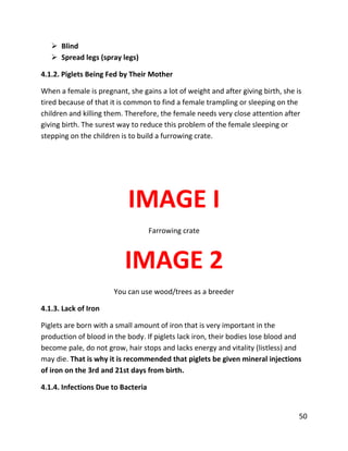 50
 Blind
 Spread legs (spray legs)
4.1.2. Piglets Being Fed by Their Mother
When a female is pregnant, she gains a lot of weight and after giving birth, she is
tired because of that it is common to find a female trampling or sleeping on the
children and killing them. Therefore, the female needs very close attention after
giving birth. The surest way to reduce this problem of the female sleeping or
stepping on the children is to build a furrowing crate.
IMAGE I
Farrowing crate
IMAGE 2
You can use wood/trees as a breeder
4.1.3. Lack of Iron
Piglets are born with a small amount of iron that is very important in the
production of blood in the body. If piglets lack iron, their bodies lose blood and
become pale, do not grow, hair stops and lacks energy and vitality (listless) and
may die. That is why it is recommended that piglets be given mineral injections
of iron on the 3rd and 21st days from birth.
4.1.4. Infections Due to Bacteria
 