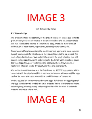 52
IMAGE 3
Skin damaged by mange
4.3. Worms in Pigs
This problem affects the economy of the project because it causes pigs to fail to
grow properly because worms live in the small intestine and eat the same food
that was supposed to be used in the animals' body. There are many types of
worms such as hook worms, tapeworms, soldiers (round worms) etc.
Round worms (Ascaris suum) are the most important worms and more common
than all worms in pig farming because they cause losses to the pig project. The
most affected animal can have up to 250 worms in the small intestine that will
cause it to lose appetite, vomit and eventually die. Small worm infections cause
decreased appetite, poor food intake and poor growth. Early symptoms of
hookworm infection can be dry cough, diarrhea and poor growth.
Worms live in small intestine and the female can lay 300000 eggs per day which
come out with the pig's feces (This is also true for humans with worms) The eggs
can live for many years and no medicine can kill the eggs of the worms
When a pig eats an environment with worm eggs, it swallows the eggs together.
The eggs travel with the food to the small intestine where they are released and
become young worms (larvae). The young worms enter the walls of the small
intestine and travel to the liver.
IMAGE 4
 