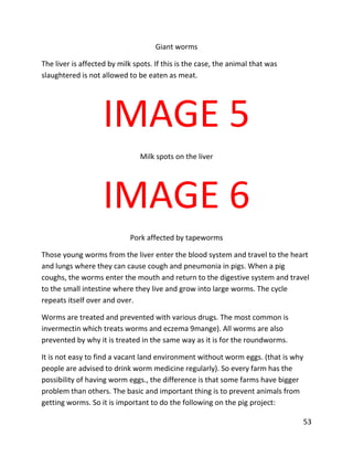 53
Giant worms
The liver is affected by milk spots. If this is the case, the animal that was
slaughtered is not allowed to be eaten as meat.
IMAGE 5
Milk spots on the liver
IMAGE 6
Pork affected by tapeworms
Those young worms from the liver enter the blood system and travel to the heart
and lungs where they can cause cough and pneumonia in pigs. When a pig
coughs, the worms enter the mouth and return to the digestive system and travel
to the small intestine where they live and grow into large worms. The cycle
repeats itself over and over.
Worms are treated and prevented with various drugs. The most common is
invermectin which treats worms and eczema 9mange). All worms are also
prevented by why it is treated in the same way as it is for the roundworms.
It is not easy to find a vacant land environment without worm eggs. (that is why
people are advised to drink worm medicine regularly). So every farm has the
possibility of having worm eggs., the difference is that some farms have bigger
problem than others. The basic and important thing is to prevent animals from
getting worms. So it is important to do the following on the pig project:
 