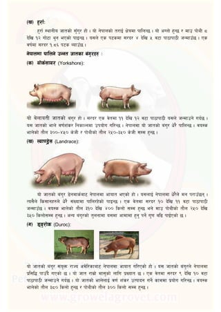  
x'/f{ :yfgLo hftsf] ;'Fu'/ xf] . of] g]kfnsf] t/fO{ If]qdf kflnG5 . of] cUnf] x'G5 / dfp kf]yL *
b]lv !@ uf]6f y'g ePsf] kfOG5 . o;n] Ps k6sdf ;/b/ $ b]lv % j6f kf7fkf7L hGdfpF5 . Ps
jif{df ;/b/ !=*^ k6s AofpF5 .

  (Yorkshore):

of] a]nfotL hftsf] a+u'/ xf] . ;/b/ Ps j]tdf !! b]lv !@ j6f kf7fkf7L o;n] hGdfpg] ub{5 .
o; hftsf] efn] j0f{z+s/ lgsfNgdf pkof]u ul/G5 . g]kfndf of] hftsf] a+u'/ w]/} kflnG5 . jo:s
efn]sf] tf}n #))–$%) s]hL / kf]yLsf] tf}n @%)–#%) s]hL ;Dd x'G5 .
  (Landrace):
of] hftsf] a+u'/ 8]gdfs{af6 g]kfndf cfoft ePsf] xf] . o;nfO{ g]kfndf w]/}n] dg k/fpF5g .
To;}n] ls;fgx?n] w]/} ;+Vofdf kfln/x]sf] kfOG5 . Ps j]tdf ;/b/ !) b]lv !! j6f kf7fkf7L
hGdfpF5 . jo:s efn]sf] tf}n #!) b]lv $)) lsnf] ;Dd x'G5 eg] dfp kf]yLsf] tf}n @%) b]lv
#%) lsnf];Dd x'G5 . cGo a+u'/sf] t'ngfdf o;df cfdfdf x'g' kg]{ u'0f al9 kfO{Psf] 5 .
  (Duroc):
of] hftsf] a+u'/ ;+o'Qm /fHo cd]l/sfaf6 g]kfndf cfoft ul/Psf] xf] . o; hftsf] a+u'/n] g]kfndf
k|l;l4 kfpFb} uPsf] 5 . of] hft /fd|f] df;'sf] nflu k|Voft 5 . Ps j]tdf ;/b/ ( b]lv !) j6f
kf7fkf7L hGdfpg] ub{5 . of] hftsf] efn]nfO{ j0f{ z+s/ pTkfbg ug]{ sfddf k|of]u ul/G5 . jo:s
efn]sf] tf}n #*) lsnf] x'G5 / kf]yLsf] tf}n #)) lsnf] ;Dd x'G5 .
 