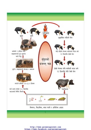 सुँगुर पालन  पुस्तिका (Pig Farming Guide in Nepali)