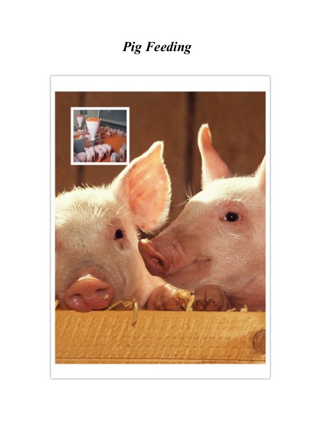 Automatic Pig Hog Feeders Full Equipped Pig Farming Accessories