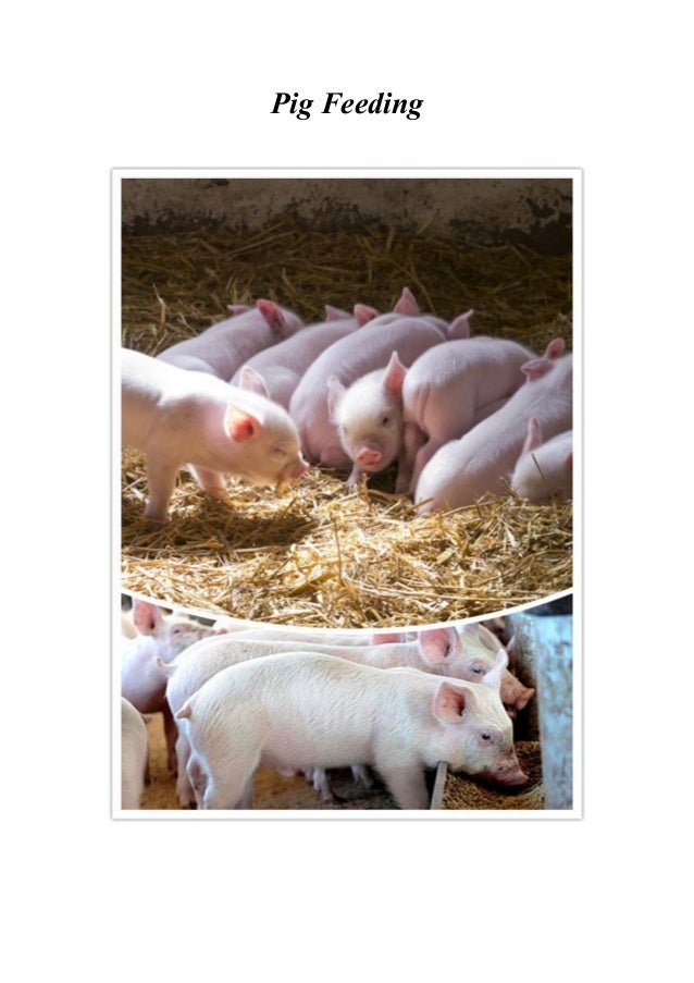 Feed Trough For Piglets Fattening Pigs Sows