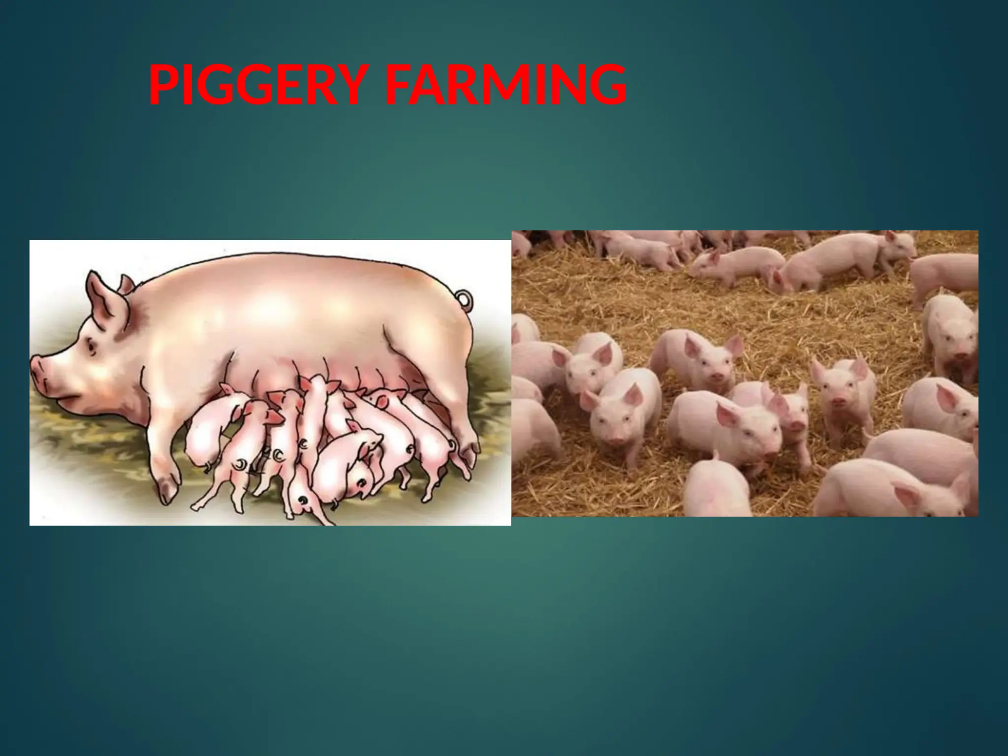 piggery farming rearing and maintenance in Uganda | PPTX