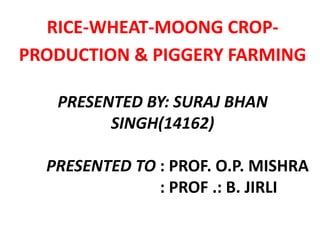 RICE-WHEAT-MOONG CROP-
PRODUCTION & PIGGERY FARMING
PRESENTED BY: SURAJ BHAN
SINGH(14162)
PRESENTED TO : PROF. O.P. MISHRA
: PROF .: B. JIRLI
 