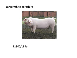 Large White Yorkshire
Rs800/piglet
 