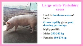 15
Large white Yorkshire
cross
• Used in Southern areas of
India.
• Grows rapidly gives good
dressing percentage
• highly prolific
• Males 250-340 kg
• Females 180-270 kg
 