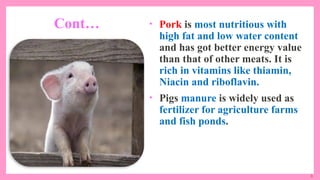 8
Cont… • Pork is most nutritious with
high fat and low water content
and has got better energy value
than that of other meats. It is
rich in vitamins like thiamin,
Niacin and riboflavin.
• Pigs manure is widely used as
fertilizer for agriculture farms
and fish ponds.
 