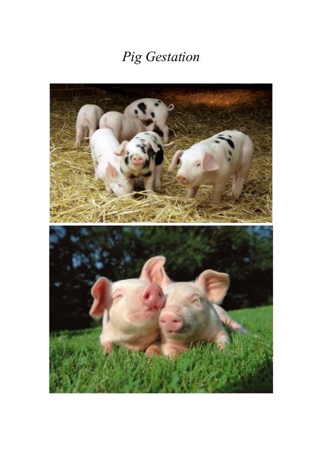 Pig Gestation Crates