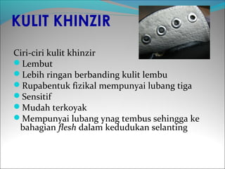 KULIT KHINZIR
Ciri-ciri kulit khinzir
Lembut
Lebih ringan berbanding kulit lembu
Rupabentuk fizikal mempunyai lubang tiga
Sensitif
Mudah terkoyak
Mempunyai lubang ynag tembus sehingga ke
 bahagian flesh dalam kedudukan selanting
 