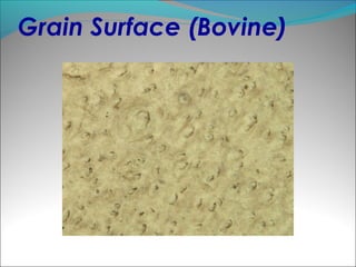 Grain Surface (Bovine)
 