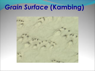 Grain Surface (Kambing)
 