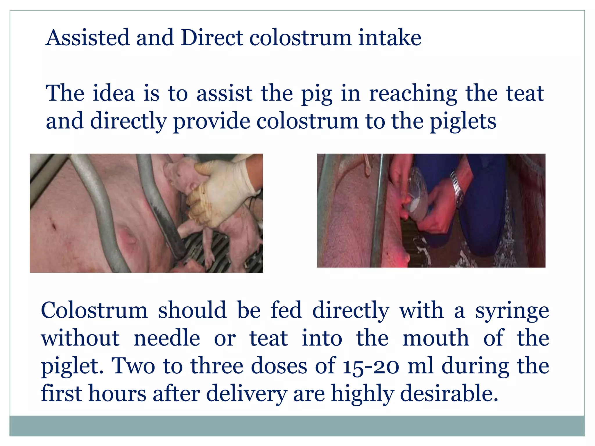 Assisted and Direct colostrum intake
The idea is to assist the pig in reaching the teat
and directly provide colostrum to the piglets
Colostrum should be fed directly with a syringe
without needle or teat into the mouth of the
piglet. Two to three doses of 15-20 ml during the
first hours after delivery are highly desirable.
 