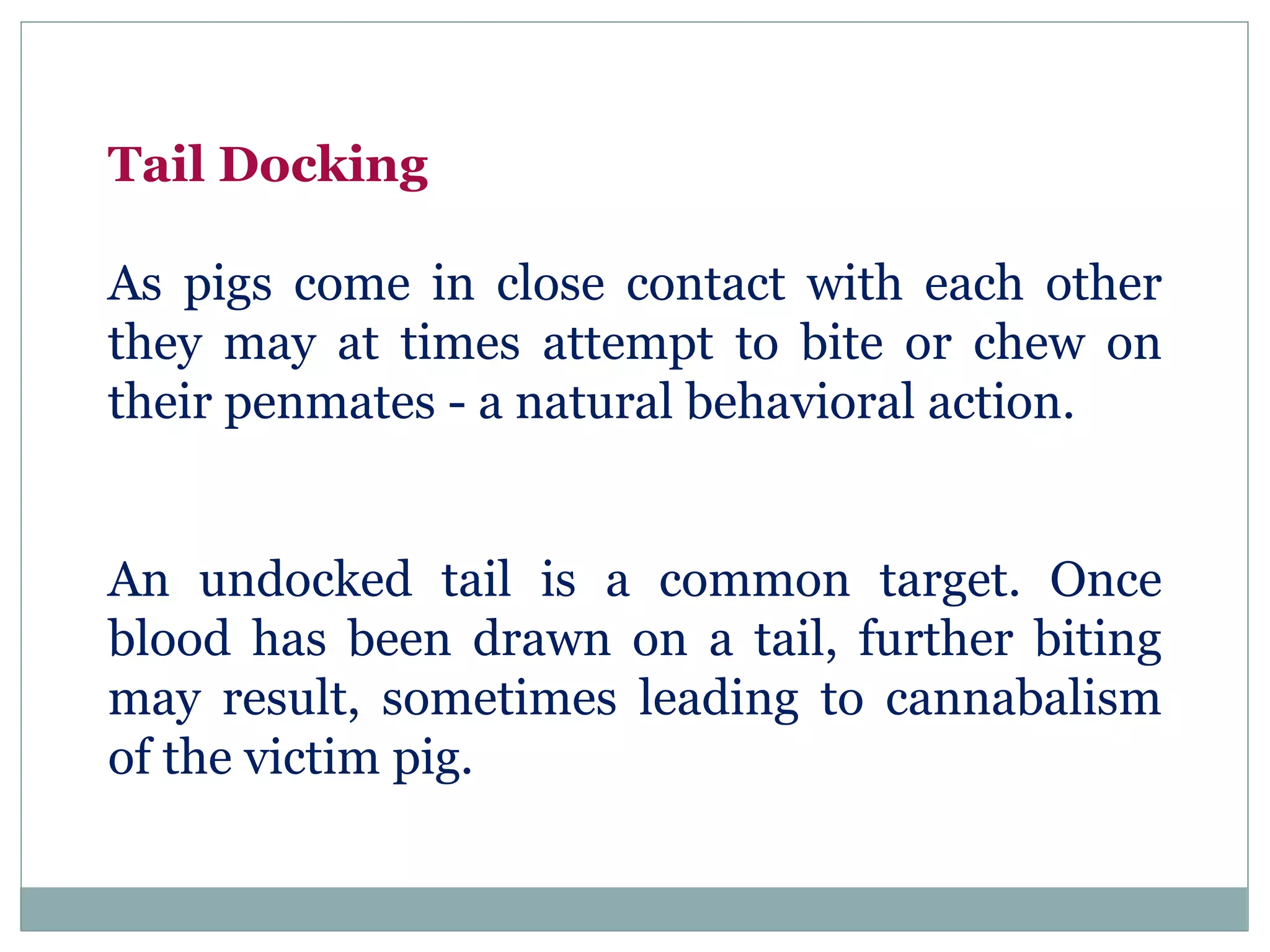 Tail Docking
As pigs come in close contact with each other
they may at times attempt to bite or chew on
their penmates - a natural behavioral action.
An undocked tail is a common target. Once
blood has been drawn on a tail, further biting
may result, sometimes leading to cannabalism
of the victim pig.
 