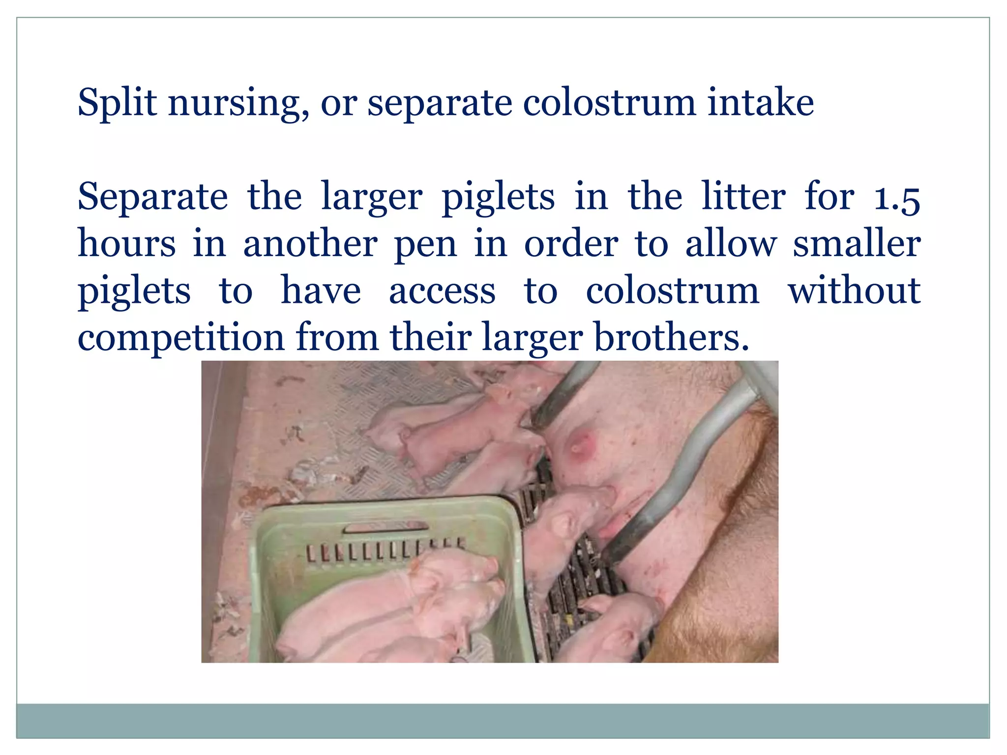 Split nursing, or separate colostrum intake
Separate the larger piglets in the litter for 1.5
hours in another pen in order to allow smaller
piglets to have access to colostrum without
competition from their larger brothers.
 