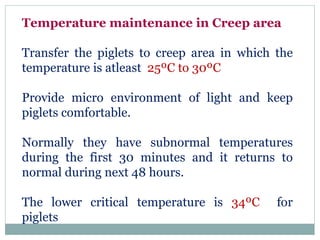 Piglet management | PPTX