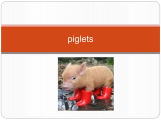 piglets
 