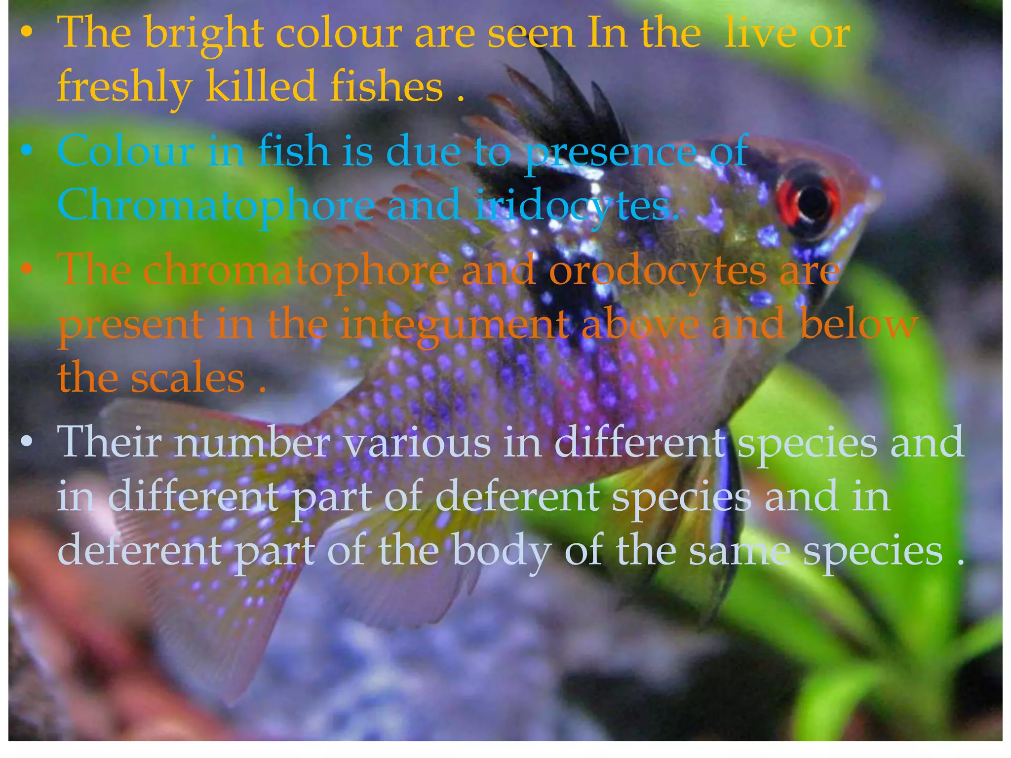 Pigment and colour change in fishes | PPTX