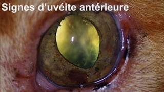 Signes d’uvéite antérieure 
 