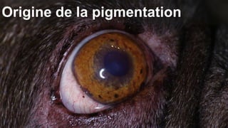 Origine de la pigmentation 
 