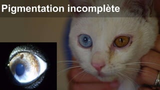 Pigmentation incomplète 
 