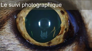 Le suivi photographique 
 