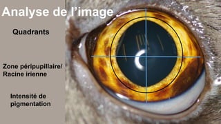 Analyse de l’image 
Quadrants 
Zone péripupillaire/ 
Racine irienne 
Intensité de 
pigmentation 
 
