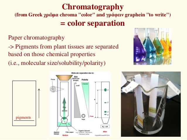 What factors play a role in separating pigments with paper chromatography?