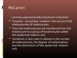 Melanin

 = primary pigment producing brown coloration
 Tyrosine – tyrosinase –melanin- this occurs in the
  melanosomes of melanocytes
 Then the melanosomes are transferred from the
  melanocyte to a group of keratinocytes called
  the epidermal melanin unit
 Variations in skin color is related to the number
  of melanosomes, the degree of melanization,
  and the distribution of the epidermal melanin
  unit
 
