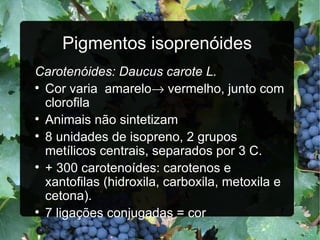 Pigmentos isoprenóides Carotenóides: Daucus carote L. Cor varia  amarelo   vermelho, junto com clorofila Animais não sintetizam 8 unidades de isopreno, 2 grupos metílicos centrais, separados por 3 C. + 300 carotenoídes: carotenos e xantofilas (hidroxila, carboxila, metoxila e cetona). 7 ligações conjugadas = cor 