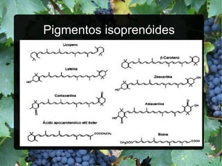 Pigmentos isoprenóides 
