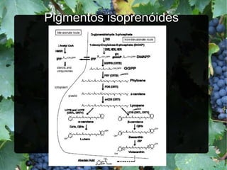 Pigmentos isoprenóides 