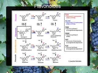 Flavonóides 