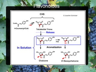 Flavonóides 