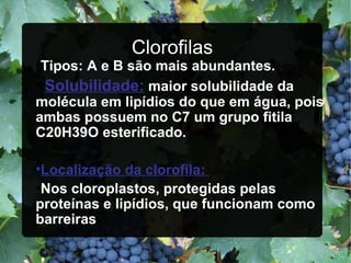 Clorofilas Tipos: A e B são mais abundantes. Solubilidade:  maior solubilidade da molécula em lipídios do que em água, pois ambas possuem no C7 um grupo fitila C20H39O esterificado. Localização da clorofila:  Nos cloroplastos, protegidas pelas proteínas e lipídios, que funcionam como barreiras 