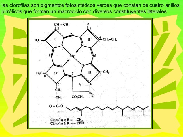 Pigmentos Fotosinteticos