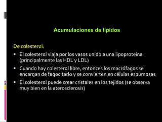 Acumulaciones de lípidos
De colesterol:
 El colesterol viaja por los vasos unido a una lipoproteína
(principalmente las HDL y LDL)
 Cuando hay colesterol libre, entonces los macrófagos se
encargan de fagocitarlo y se convierten en células espumosas
 El colesterol puede crear cristales en los tejidos (se observa
muy bien en la aterosclerosis)
 