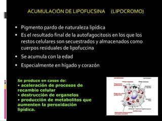 ACUMULACIÓN DE LIPOFUCSINA (LIPOCROMO)
 Pigmento pardo de naturaleza lipídica
 Es el resultado final de la autofagocitosis en los que los
restos celulares son secuestrados y almacenados como
cuerpos residuales de lipofuccina
 Se acumula con la edad
 Especialmente en hígado y corazón
Se produce en casos de:
• aceleración de procesos de
recambio celular
• destrucción de organelos
• producción de metabolitos que
aumenten la peroxidación
lipídica.
 