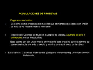 ACUMULACIONES DE PROTEÍNAS
Degeneración hialina:
1. Se define como presencia de material que al microscopio óptico con tinción
de H/E se ve rosado intenso y brillante
2. Intracelular: Cuerpos de Russell, Cuerpos de Mallory, Acumulo de alfa-1-
antitripsina: en los hepatocitos .
Esto ocurre por ser una síntesis anómala de esta proteína que no permite su
secreción hacia fuera de la célula y termina acumulándose en la célula.
3. Extracelular: Cicatrices hialinizadas (colágeno condensado), Arterioesclerosis
hialinizada.
 