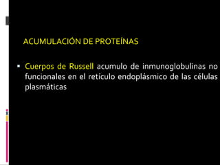 ACUMULACIÓN DE PROTEÍNAS
 Cuerpos de Russell acumulo de inmunoglobulinas no
funcionales en el retículo endoplásmico de las células
plasmáticas
 