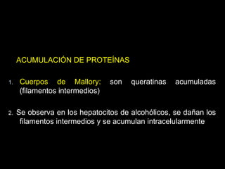 ACUMULACIÓN DE PROTEÍNAS
1. Cuerpos de Mallory: son queratinas acumuladas
(filamentos intermedios)
2. Se observa en los hepatocitos de alcohólicos, se dañan los
filamentos intermedios y se acumulan intracelularmente
 