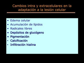 Cambios intra y extracelulares en la
adaptación a la lesión celular
• Edema celular
• Acumulación de lípidos
• Radicales libres
• Depósitos de glucógeno
• Pigmentación
• Calcificación
• Infiltración hialina
 