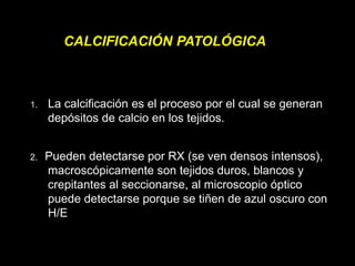 1. La calcificación es el proceso por el cual se generan
depósitos de calcio en los tejidos.
2. Pueden detectarse por RX (se ven densos intensos),
macroscópicamente son tejidos duros, blancos y
crepitantes al seccionarse, al microscopio óptico
puede detectarse porque se tiñen de azul oscuro con
H/E
CALCIFICACIÓN PATOLÓGICA
 