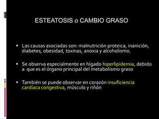  Las causas asociadas son: malnutrición proteica, inanición,
diabetes, obesidad, toxinas, anoxia y alcoholismo.
 Se observa especialmente en hígado hiperlipidemia, debido
a que es el órgano principal del metabolismo graso
 También se puede observar en corazón insuficiencia
cardíacacongestiva, músculo y riñón
ESTEATOSIS o CAMBIO GRASO
 