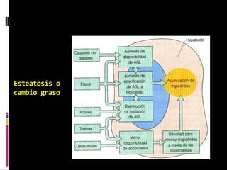 Esteatosis o
cambio graso
 