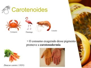 ▸O consumo exagerado desse pigmento
promove a carotenodermia
Carotenoides
Daucus carote ( 1831)
Caranguejo Flamingo
Camarão
 