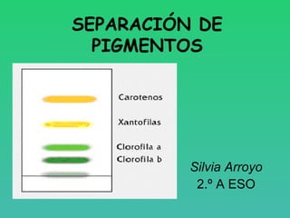 SEPARACIÓN DE
  PIGMENTOS




          Silvia Arroyo
           2.º A ESO
 